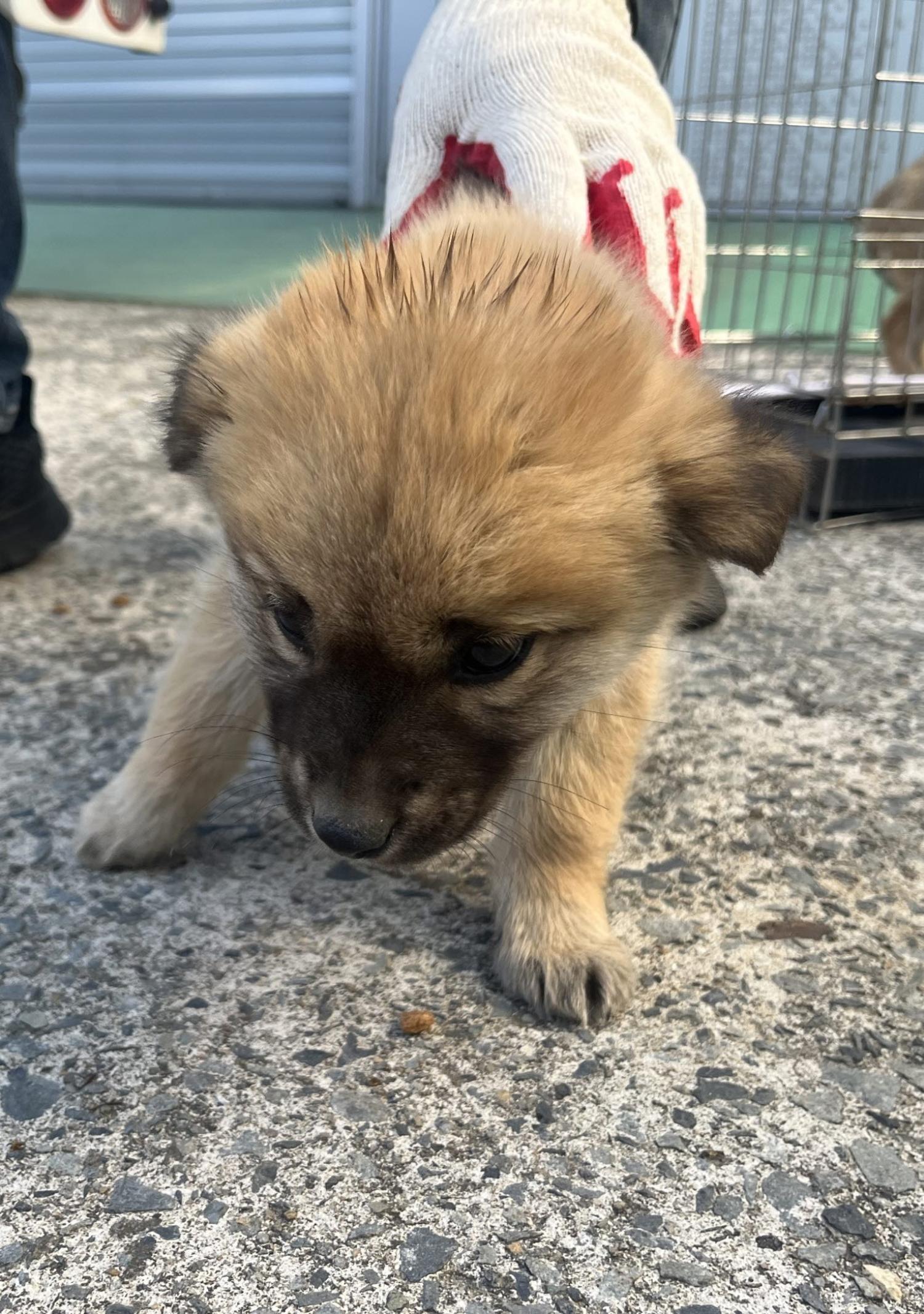 하동군유기동물보호소_448544202500089